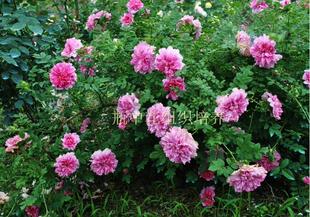 重瓣刺梨（十六夜蔷薇）  营养钵小苗