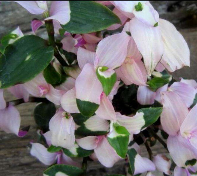 鸭跖草新品 羞涩少女 耐阴耐热可垂吊 冬季变色观叶植物易养 小苗