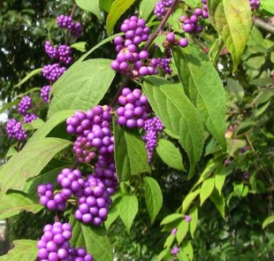 日本紫珠 台湾紫珠 盆栽庭院花园植物紫色转运珠多年生灌木  小苗