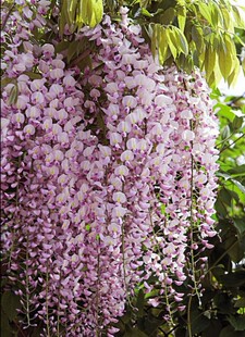 奇花异草 九尺藤 口红 黑龙 *日本丰花紫藤苗* 扦插苗一颗包邮