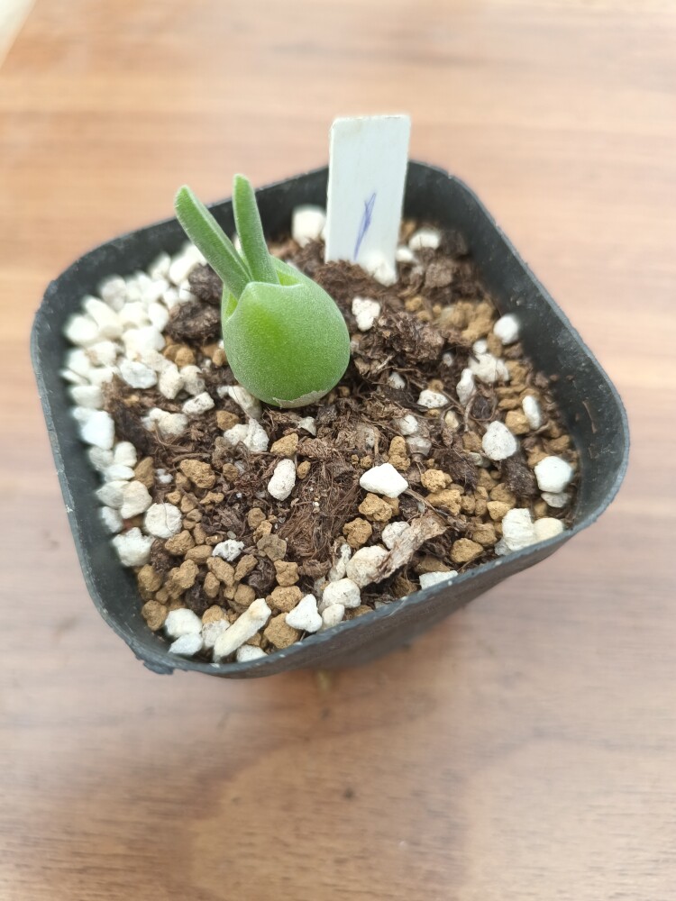 冰晶兔耳  汤圆兔耳肉锥 多肉植物 一物一拍 状态好 满28包邮
