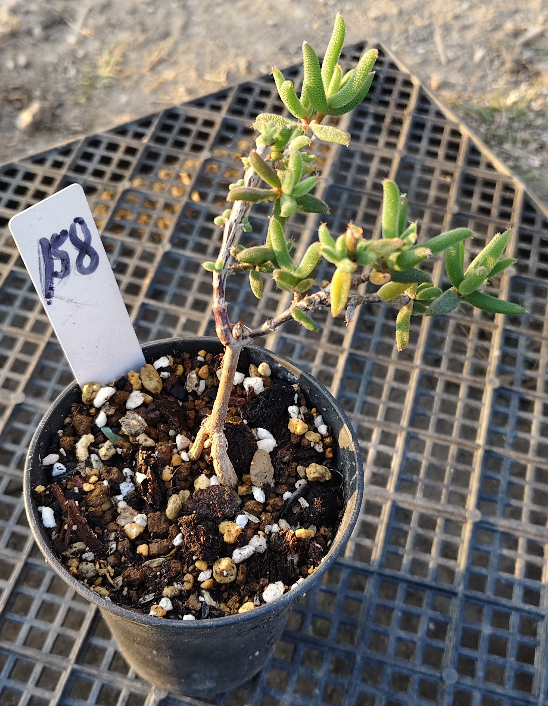 玉米枝干番杏 一物一拍 养成老桩会有块根 盆栽多肉植物 满28包邮