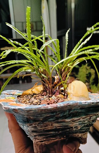 波浪弹簧草波叶弹簧草球根多肉冬天休眠没有叶子出图五状态苗28包 - 封面