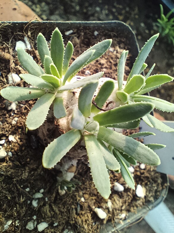 刨花厚敦菊 一物一拍 直径约2－3公分 块根类植物   2年小苗