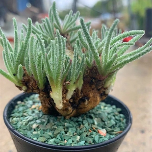 天赐 块根  一物一拍多肉植物  爱开花易成老桩品种 全店满28包邮