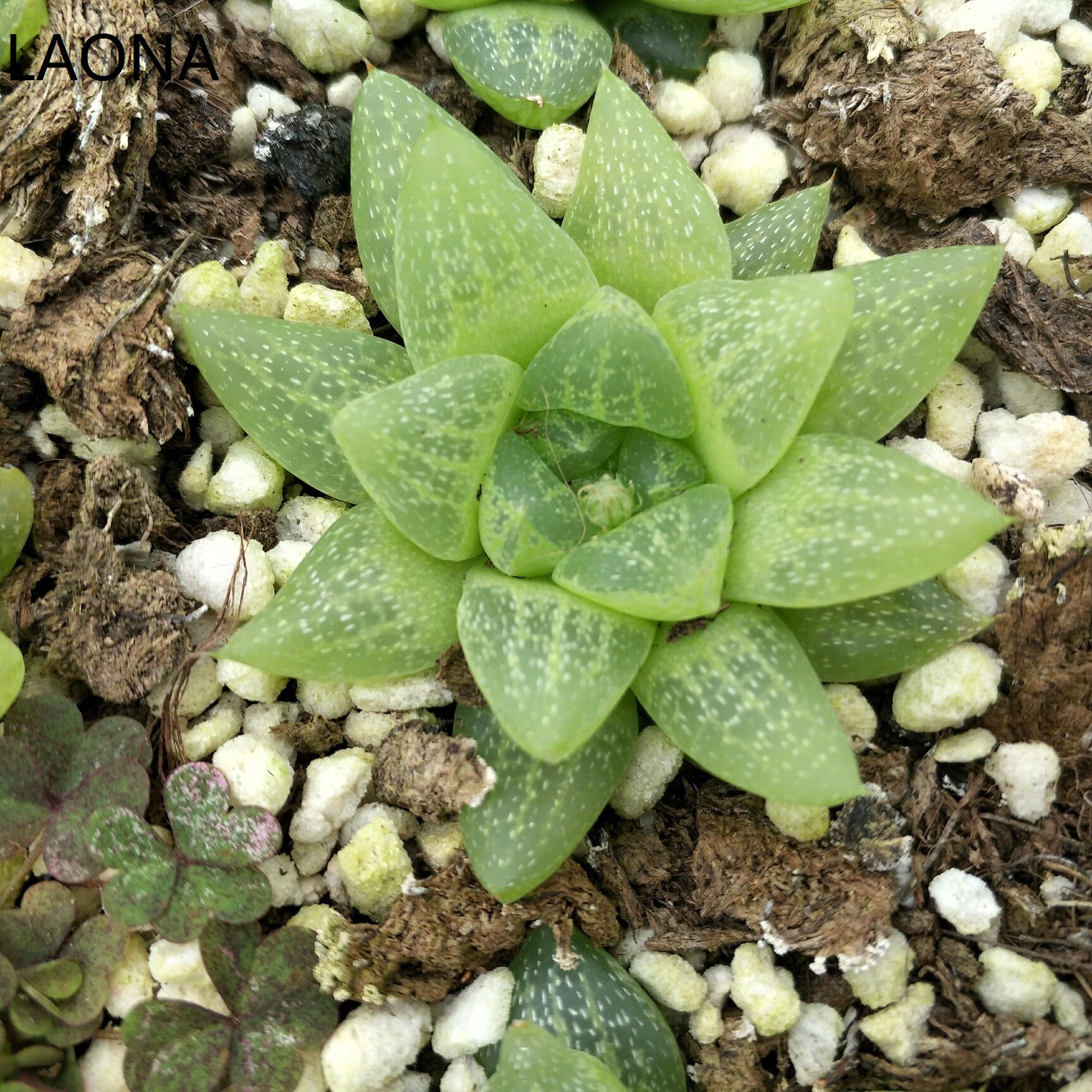 雪花玉露   状态好 多肉植物 家居绿植  全店满28包邮