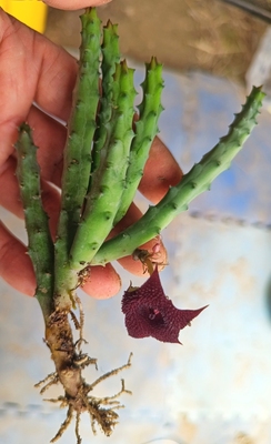 萝藦科  杨梅 开花小能手 多肉植物 适合懒人种植的植物 28包邮