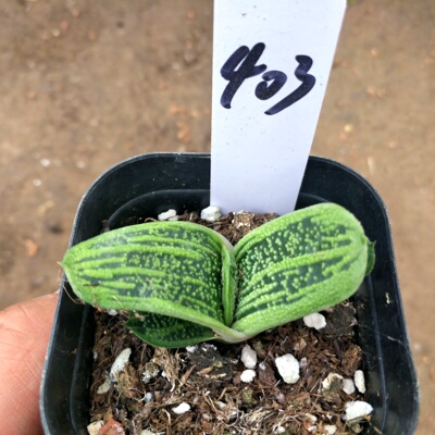 卧牛花多肉植物新款28稀有品种