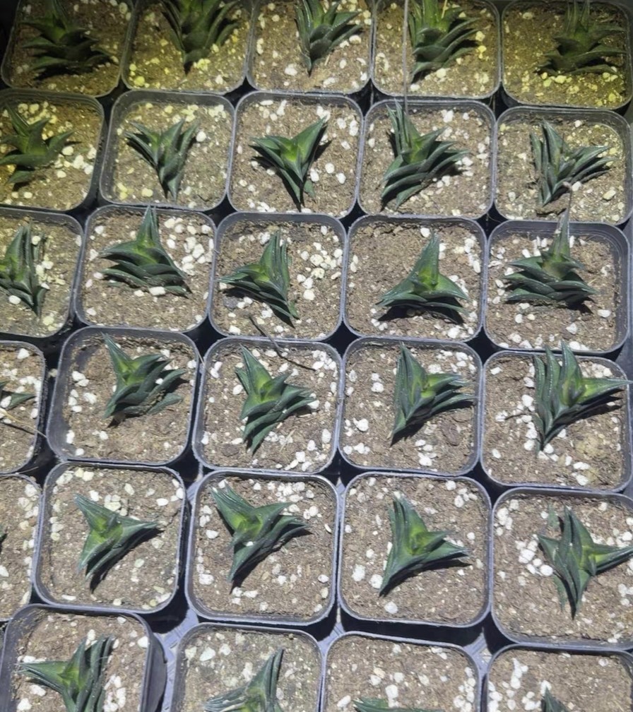 景园一族 旋转龙城  很稀少的硬叶品种，收藏原始种 全店满28包邮