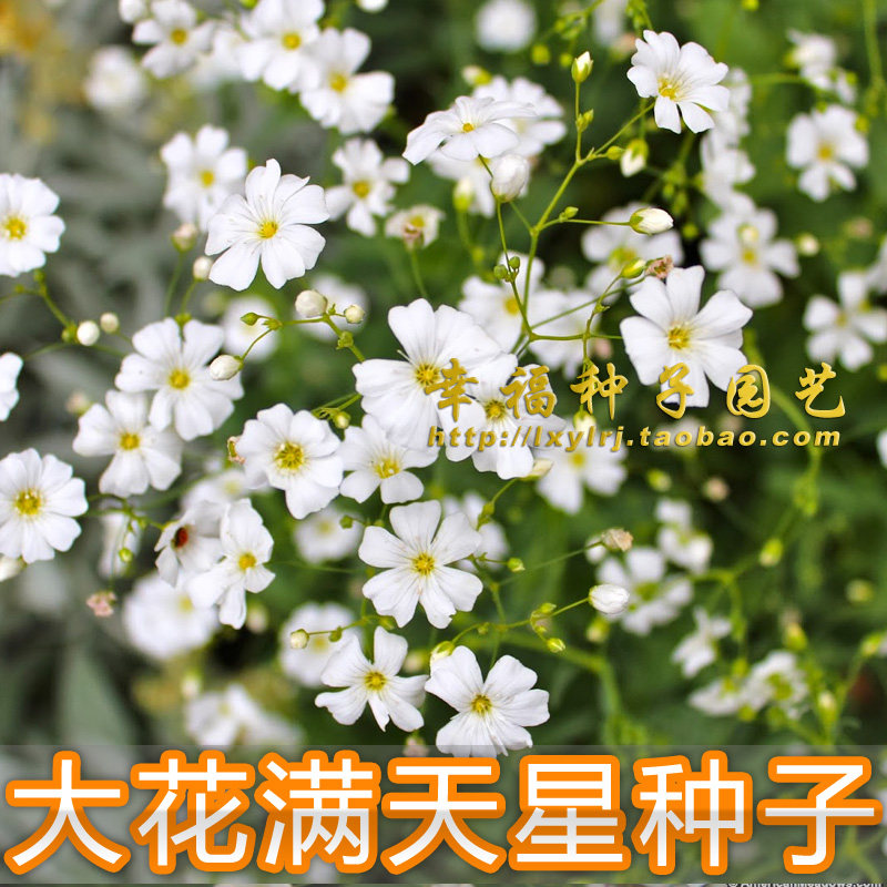 宿根重瓣石竹满天星种子图片