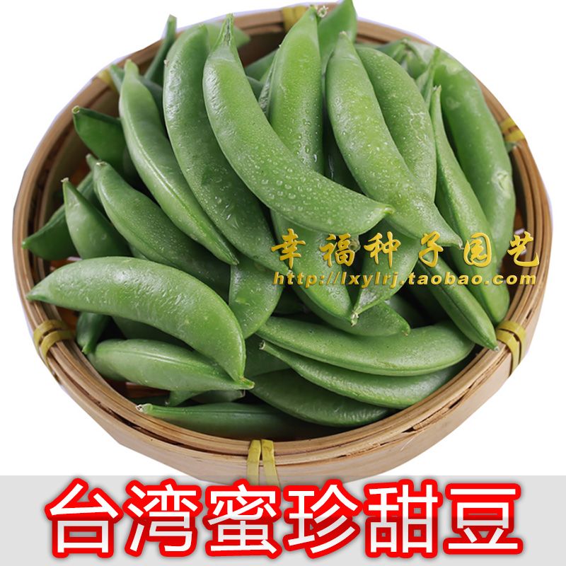 【蜜珍甜豆种子】台湾76甜豆种子豌豆种子麦豆 秋冬播种 阳台种菜