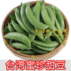 甜豆种子价格 甜豆种子图片 星期三