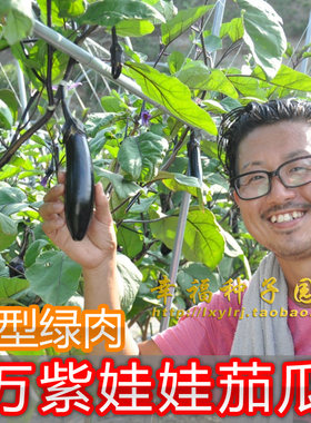 阳台高产耐热蔬菜种子