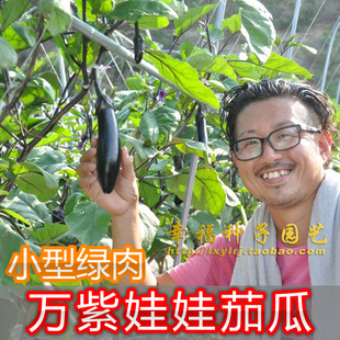 【万紫娃娃茄瓜种子】绿肉小茄子种子 蔬菜种子 阳台高产耐热耐湿
