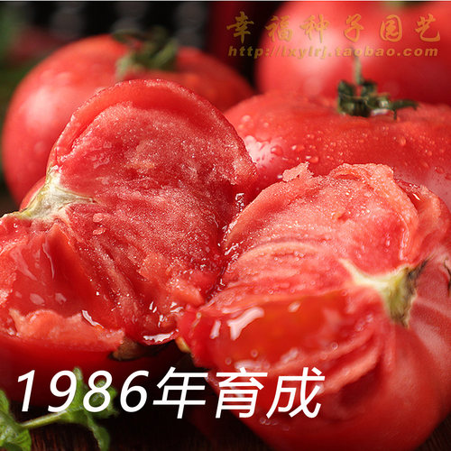 中农长丰毛粉番茄种老品种口感好