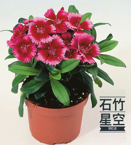 石竹阳台盆栽花卉种子
