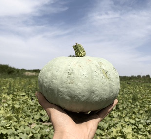 【银栗南瓜种子】板栗南瓜银冠银栗春秋播种西洋好看好吃好种南瓜