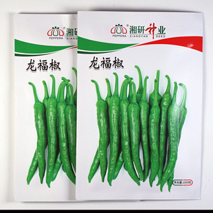 湘研龙福椒种子 樟树港辣椒升级品种章树港辣皮薄香辣的小尖椒