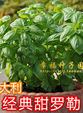 【意大利经典甜罗勒种子】热那亚大叶罗勒种子sweet basil  香草