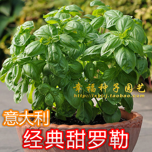 【意大利经典甜罗勒种子】热那亚大叶罗勒种子sweet basil  香草