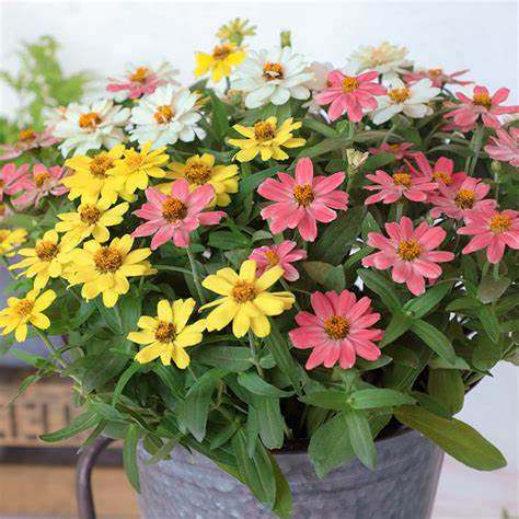 【小百日草花种子】百日菊 花卉种子 春秋播种花种子阳台盆栽花园