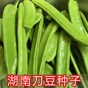 【湖南刀豆种子】可食用刀豆种籽红刀豆绿宝刀豆采收期长爬藤农家