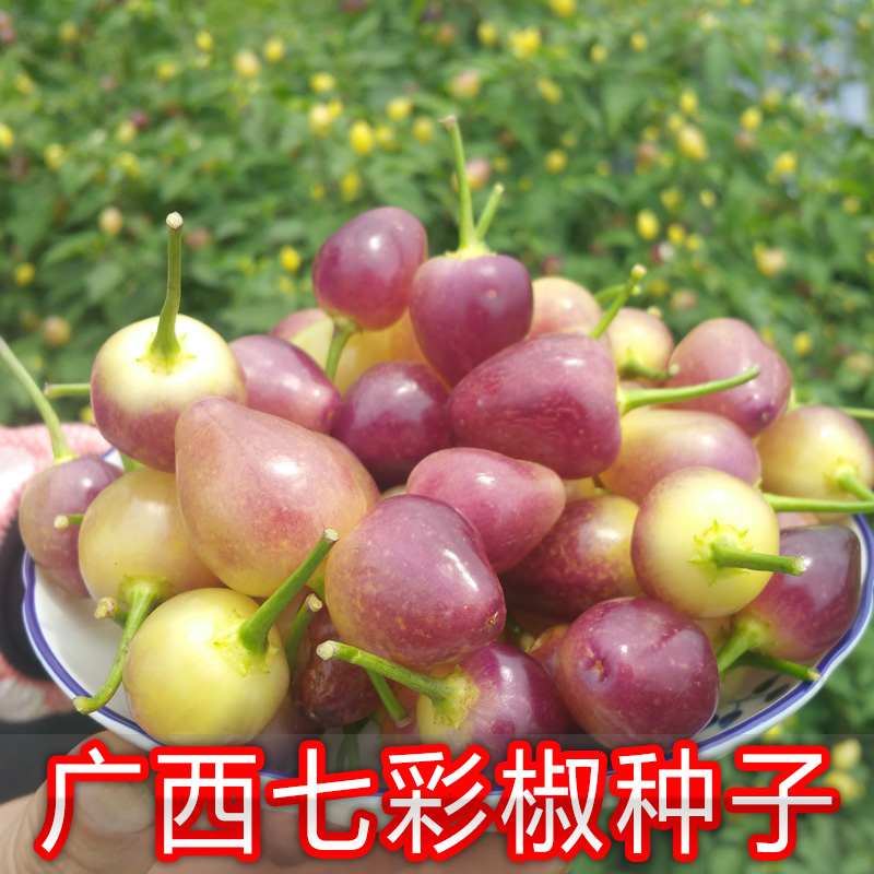 农科院【广西七彩椒种子】五彩辣椒 灯笼椒 珍珠椒 泡椒 春秋播种