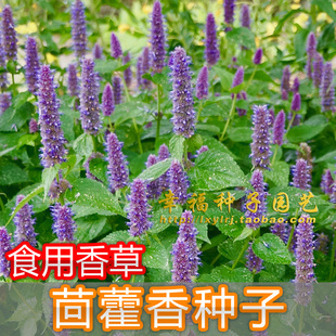 【茴藿香种子】食用香草种子 AniseHyssop 大海索草种子 春夏播种