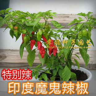 【魔鬼辣椒种子】超辣象鼻涮涮辣椒春秋播种植物种子阳台种植种菜
