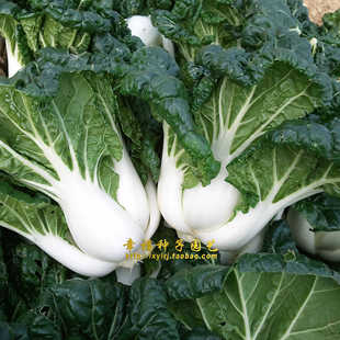 【凤凰矮脚黑叶奶白菜种子】田园奶油白菜黑油白菜黑菜种子四季播