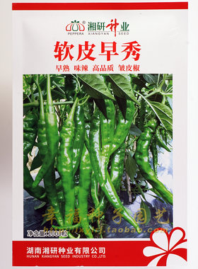 湘研软皮早秀辣椒种子 樟树港辣椒升级章树港辣皮薄香辣的小尖椒