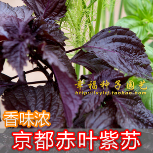 日本红紫苏种子 赤紫苏子叶香紫苏家庭阳台种植食用香药草种子