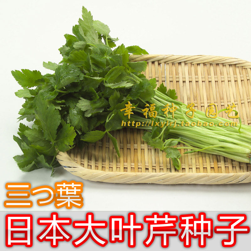 可水培三つ叶日本大叶芹山芹菜图片