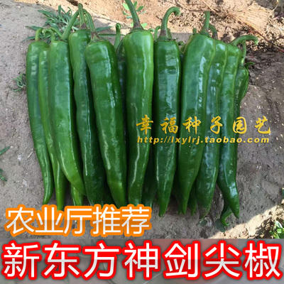 牛角椒农业厅推荐耐湿耐热抗青枯