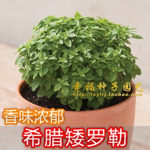 【希腊矮生罗勒种子】希腊辣球罗勒 Greek basil灌木罗勒香草种子