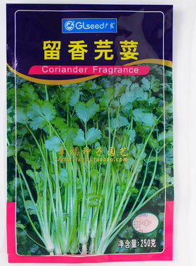 广良香菜种子春播耐抽苔香味浓香