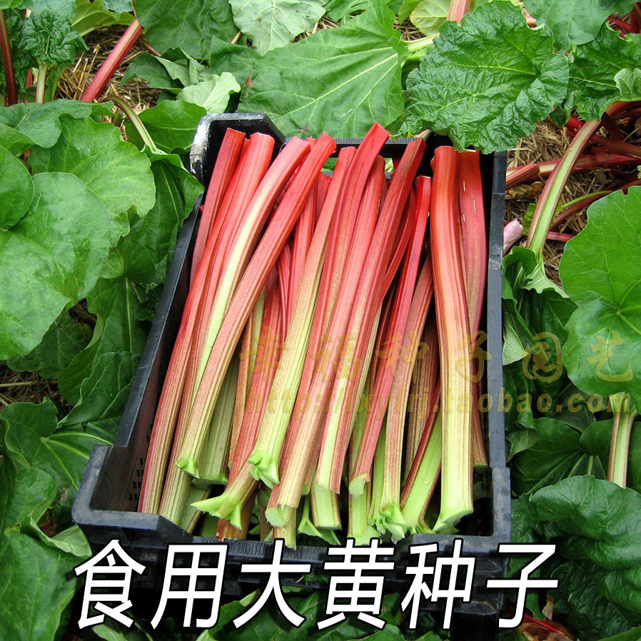 【食用大黄种子】欧洲沙拉菜种子 Rhubarb 甜点烘焙用春秋播种