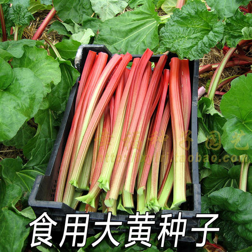 食用大黄种子烘焙热点大黄派