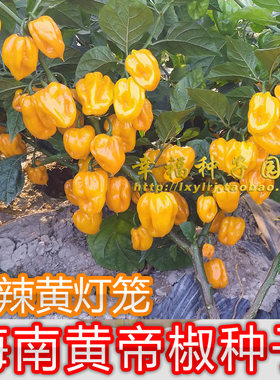 海南黄灯笼辣椒种子皇帝哈瓦那