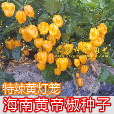 海南黄灯笼辣椒种子皇帝哈瓦那