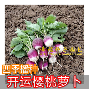 【开运樱桃萝卜种子】多彩水萝卜种子 30天可收 阳台蔬菜瓜果种子