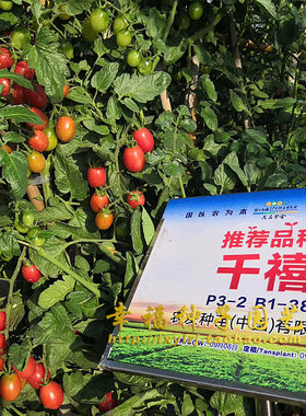 台湾农友千禧樱桃番茄圣女甜度高