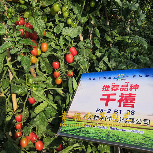 台湾农友千禧樱桃番茄圣女甜度高