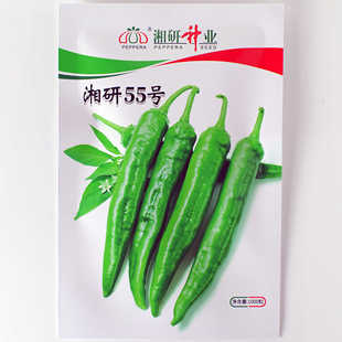 【湘研55号薄皮辣椒】章树港辣椒种子微辣中熟高品质薄皮牛角椒