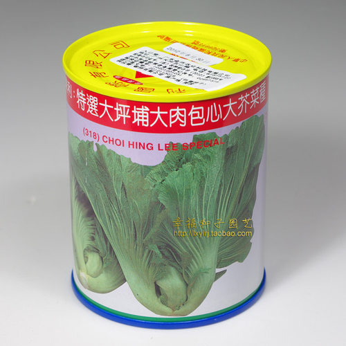 潮州芥菜抗逆性强生长期短结球好