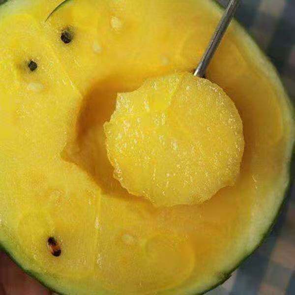 【黄小玉小西瓜种子】黄瓤西瓜礼品西瓜种子春夏播种家庭盆栽蔬果