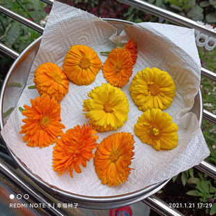 【金盏花种子】盆栽花卉种子 香草种子 金盏菊种子 黄金盏 醒酒花