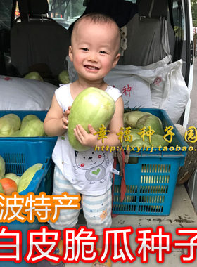 宁波传统白皮酥瓜种子