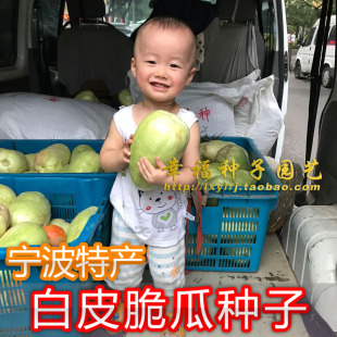 宁波传统【白皮脆瓜种子】甜瓜 酥瓜种子 香瓜种子 菜瓜种子