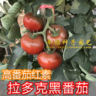 【拉多克紫黑番茄种子】高番茄红素 抗TY番茄口感好 无限生长类型
